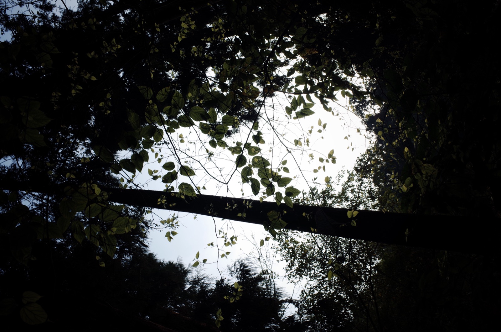 Looking up through a dense canopy of cedar and broadleaf trees toward pale sky, shot from the forest floor